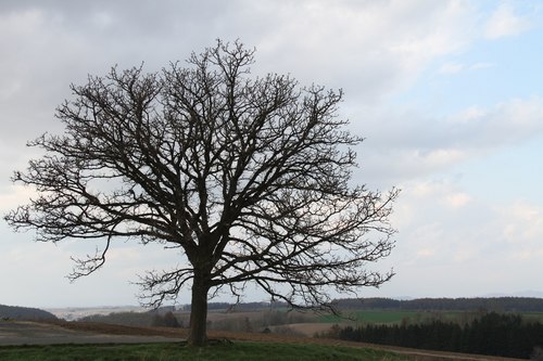 IMG_7390.jpg